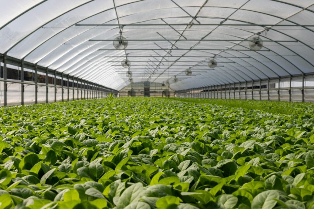 Explore a vibrant indoor greenhouse filled with fresh green plants ready for harvest.