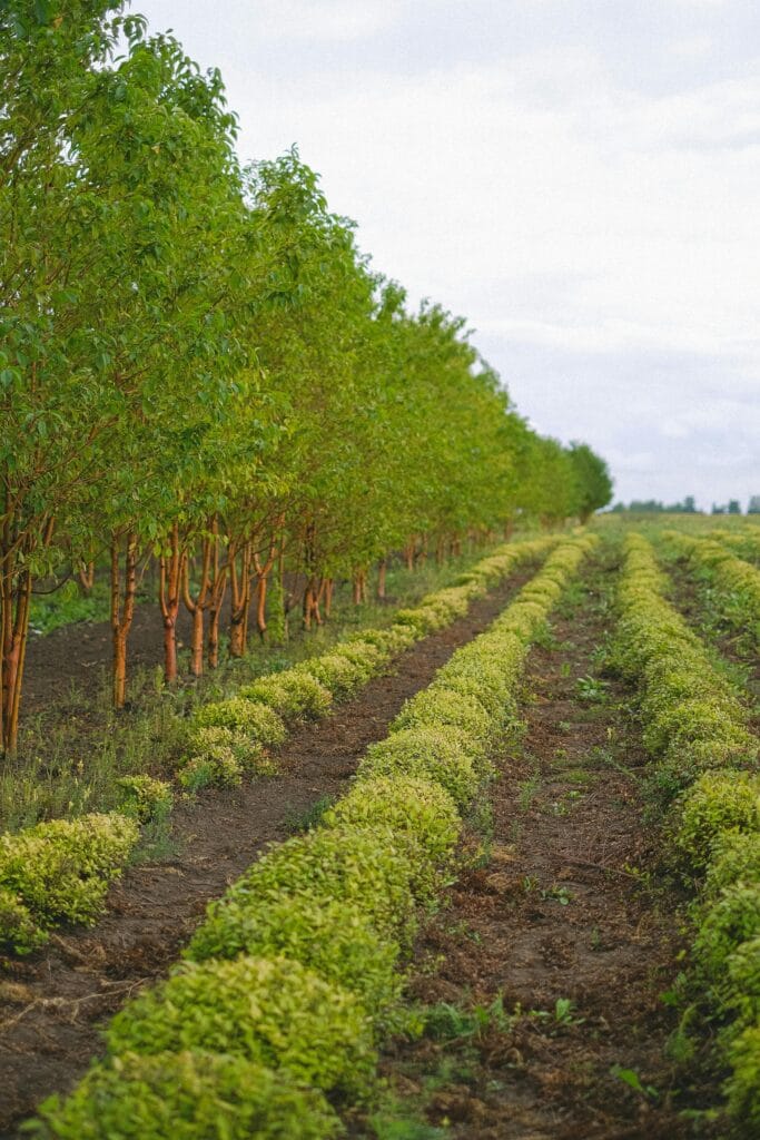 Rows of green plants and trees growing on fertile soil of field in farm