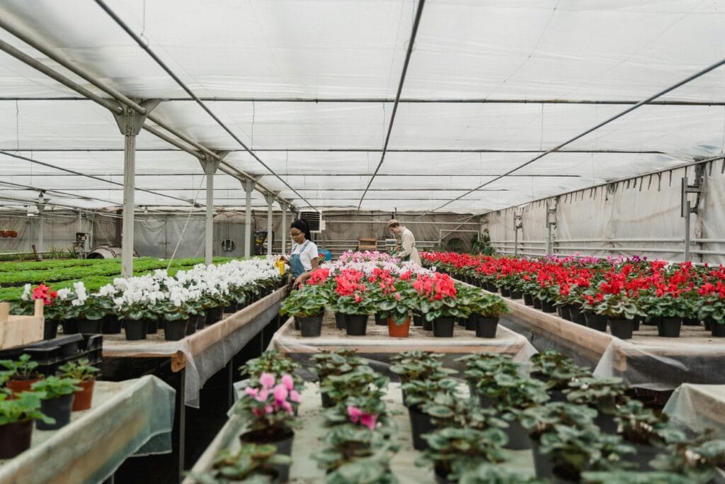 Gardeners caring for flowers in a vibrant greenhouse setting, surrounded by colorful blooms.