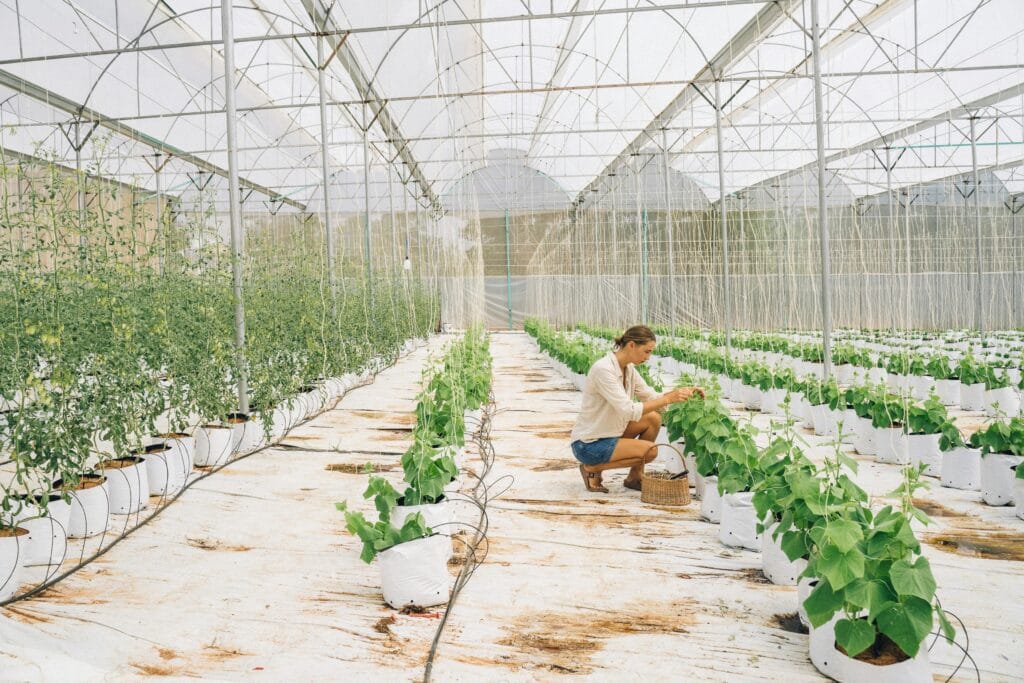 A young woman tends to plants in a sunny greenhouse, highlighting sustainable indoor farming.